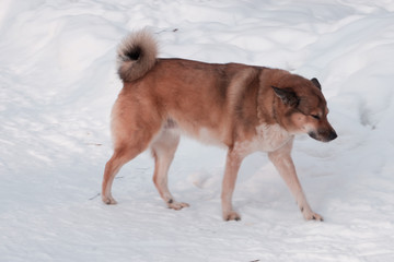 Homeless dog resting on the street and looking to leftside of it, Vagabond dog that feel depressed and lonely.