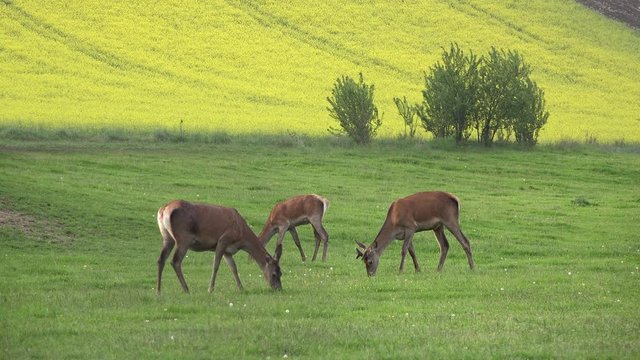 Deers family grazing green fresh grass in a sunny spring day in the wild