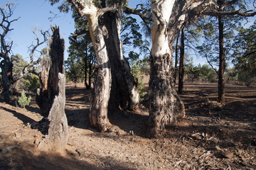 Sacred Canyon South Australia, ancient gum tree growing after being hollowed out by fire