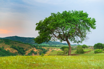 Obraz premium The Ulan prairie in the midsummer