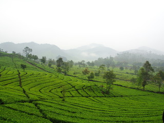 Fototapeta na wymiar Malabar Tea Plantations is located in Bandung. Travel in Bandung City, Indonesia. 5th October 2012.