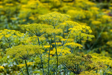 Obraz premium spicy plant blossoming dill in the garden