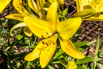 Fototapeta premium beautiful blossoming yellow lily flower