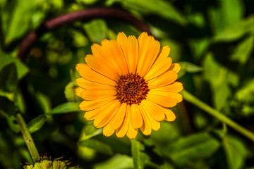  opened flower of calendula on a green background