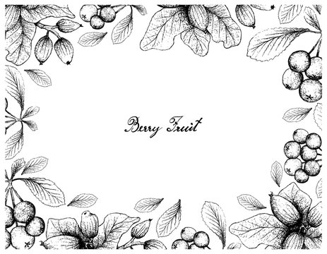 Hand Drawn Frame of Firethorn Berries and Cryptocarya Alba Fruits