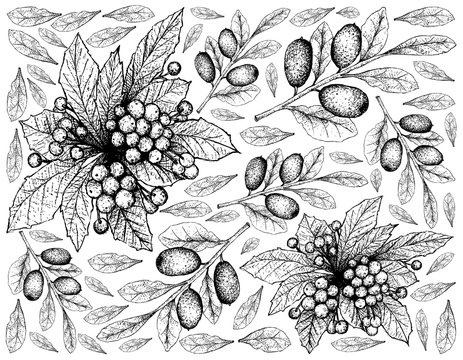 Hand Drawn of Christmas Berries and Elaeagnus Ebbingei Fruits
