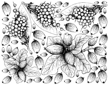 Hand Drawn of False Black Pepper and Cryptocarya Alba Fruits