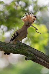 Upupa con grosso verme nel becco (Upupa epops)