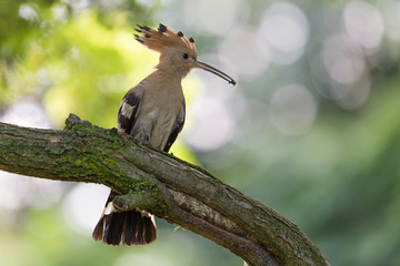 Upupa nel bosco (Upupa epops)