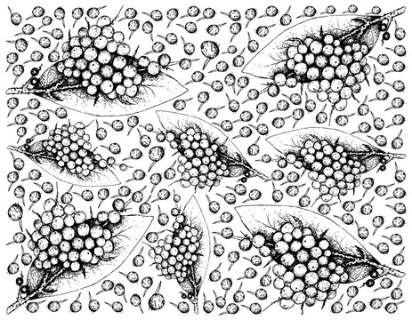 Hand Drawn of False Black Pepper Fruits Background