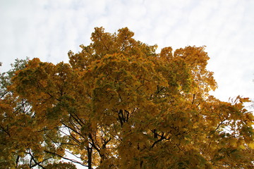 Autumn.  Yellow maple