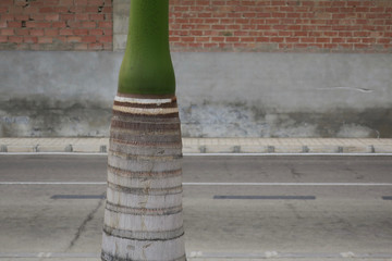 palm tree trunk near the empty road of El Morche © Moniek