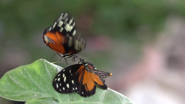 Male exotic butterfly courts female in flight