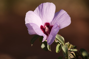 Port Augusta South Australia,  flower of   a native sturts desert rose