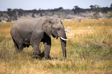 Naklejka na ściany i meble African elephant, Loxodonta a.africana, in Boteti river, Makgadikgadi National Park, Botswana