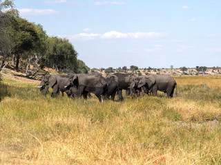 African elephant, Loxodonta a.africana, in Boteti river, Makgadikgadi National Park, Botswana