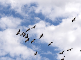 Obraz premium Flying Yellow-billed Stork, Mycteria ibis, in Boteti River, Makgadikgadi National Park, Botswana