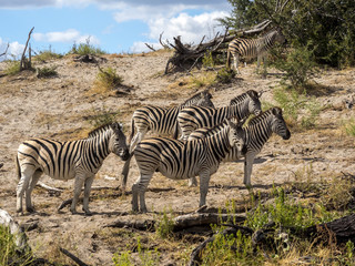 Obraz premium Damara zebra herd, Equus burchelli antiquorum, in Boteti river, Makgadikgadi National Park, Botswana