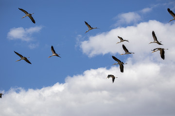 Flying Yellow-billed Stork, Mycteria ibis, in Boteti River, Makgadikgadi National Park, Botswana
