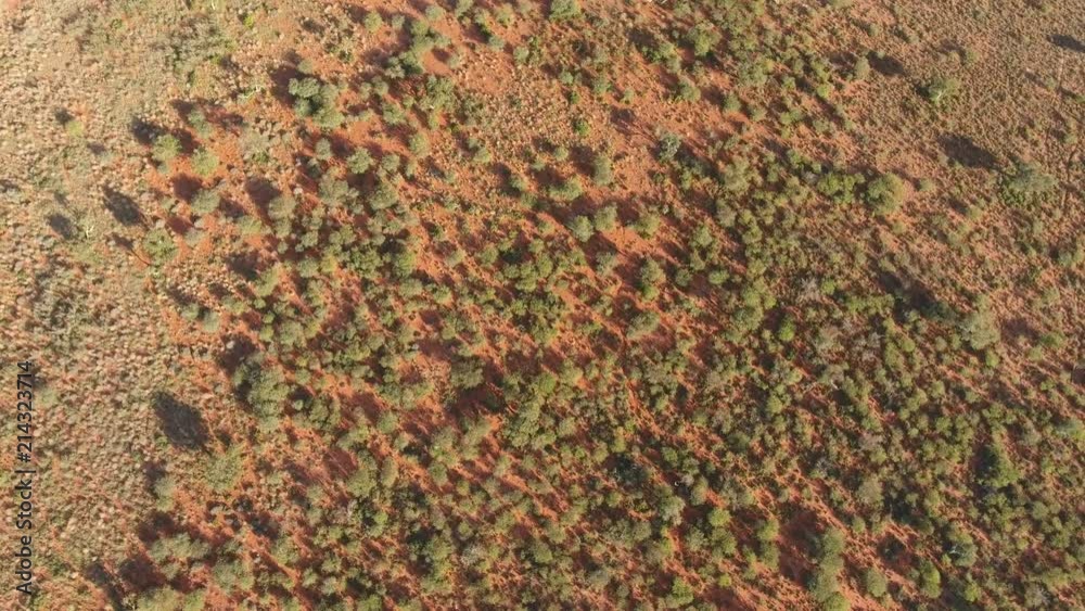 Wall mural Aerial view of the African savannah with scattered trees on kalahari sands, Northern Cape, South Africa