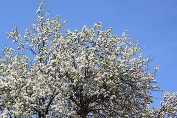 Apple tree blossoms.