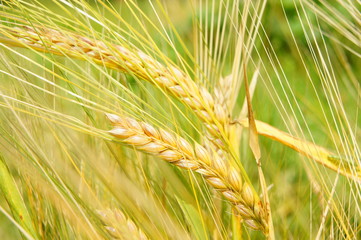 Mature rye. Two ears.
