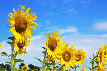 close up of sun flower