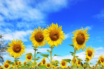 close up of sun flower