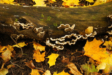 Mushrooms on the fallen tree.