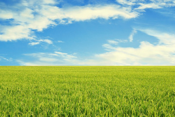 green rice field with blue sky