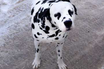 Picture of my dalmatian pure spotted spotty .
