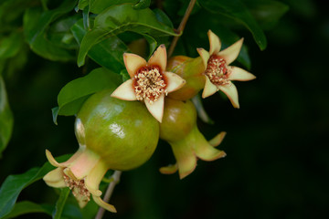 Grenades (Punica granatum)