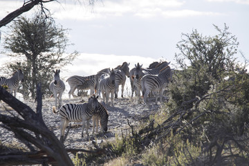 Damara zebra herd, Equus burchelli antiquorum, in Boteti river, Makgadikgadi National Park, Botswana