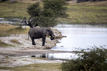 Fototapeta premium African elephant, Loxodonta a.africana, in Boteti river, Makgadikgadi National Park, Botswana