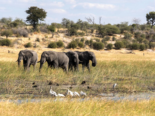 Obraz premium African elephant, Loxodonta a.africana, in Boteti river, Makgadikgadi National Park, Botswana
