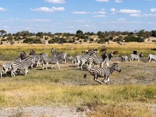 Damara zebra herd, Equus burchelli antiquorum, in Boteti river, Makgadikgadi National Park, Botswana