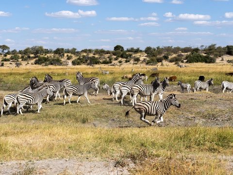 Fototapeta Damara zebra herd, Equus burchelli antiquorum, in Boteti river, Makgadikgadi National Park, Botswana