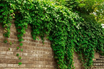 green ivy leaves on a red brick wall