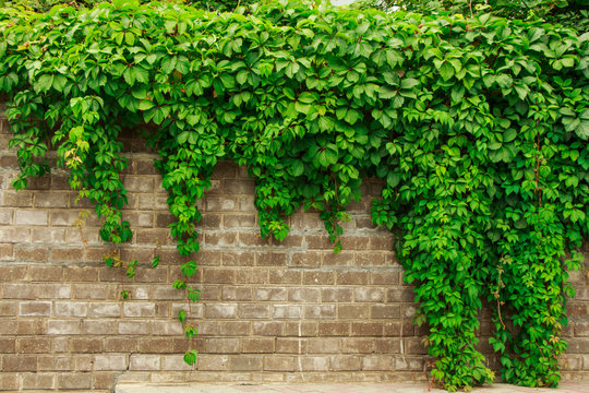 Green Ivy Leaves On A Red Brick Wall