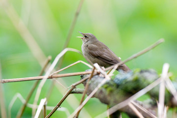 River Warbler (Locustella fluviatilis)