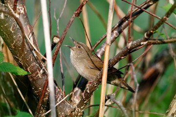 River Warbler (Locustella fluviatilis)