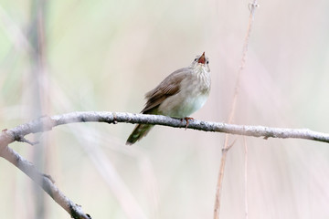 River Warbler (Locustella fluviatilis)