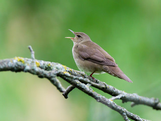 River Warbler (Locustella fluviatilis)