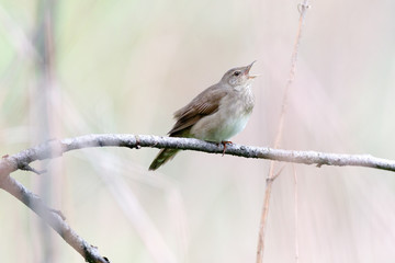 River Warbler (Locustella fluviatilis)