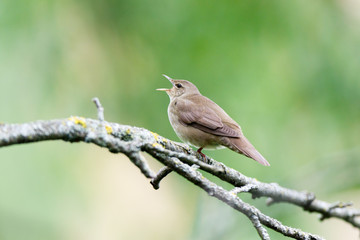 River Warbler (Locustella fluviatilis)