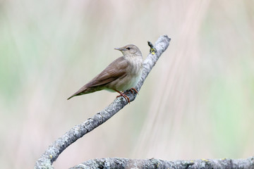 River Warbler (Locustella fluviatilis)
