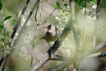River Warbler (Locustella fluviatilis)