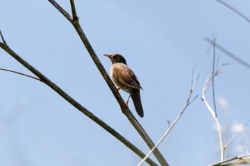 River Warbler (Locustella fluviatilis)
