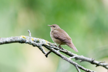 River Warbler (Locustella fluviatilis)