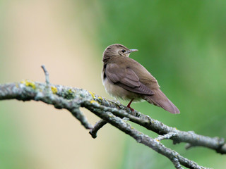 River Warbler (Locustella fluviatilis)